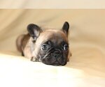 Small Photo #1 French Bulldog Puppy For Sale in CLARKSVILLE, MD, USA