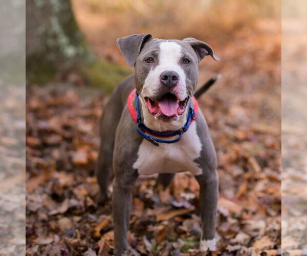 Medium Photo #2 Mutt Puppy For Sale in Cranford, NJ, USA