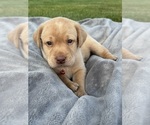 Small Photo #15 Labrador Retriever Puppy For Sale in FREDERICKSBG, OH, USA