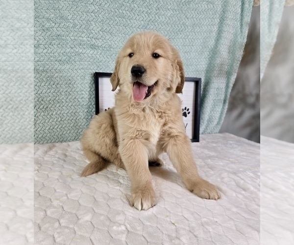 Medium Photo #4 Golden Retriever Puppy For Sale in FRANKLIN, IN, USA