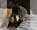 Small Photo #3 French Bulldog Puppy For Sale in BUFORD, GA, USA