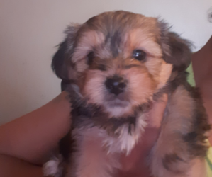 Carkie Puppy for sale in AUSTIN, TX, USA