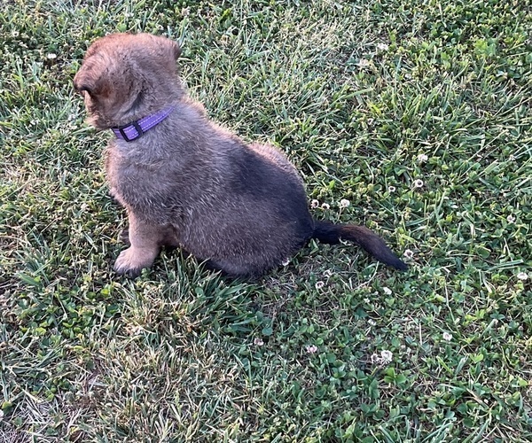 Medium Photo #2 Belgian Malinois Puppy For Sale in LINCOLNTON, NC, USA