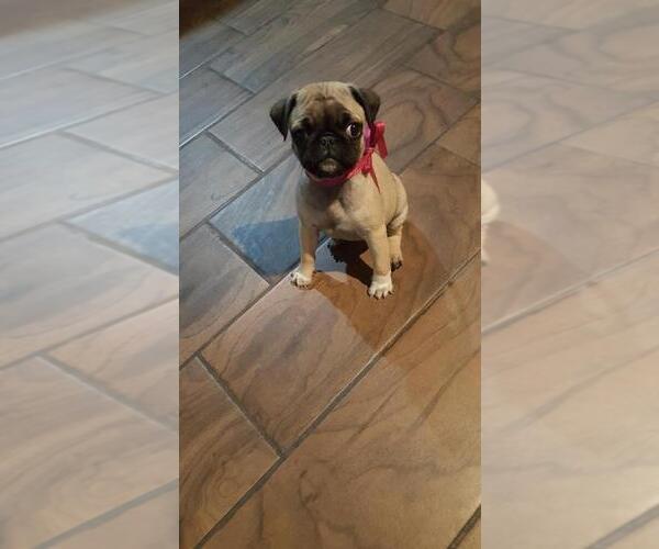 Medium Photo #3 Pug Puppy For Sale in BARSTOW, CA, USA