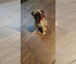 Small Photo #3 Pug Puppy For Sale in BARSTOW, CA, USA