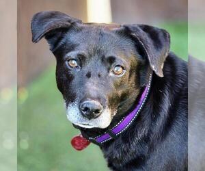 Karley - Female Labrador Retriever-Unknown Mix Dog for Adoption - Photo #7