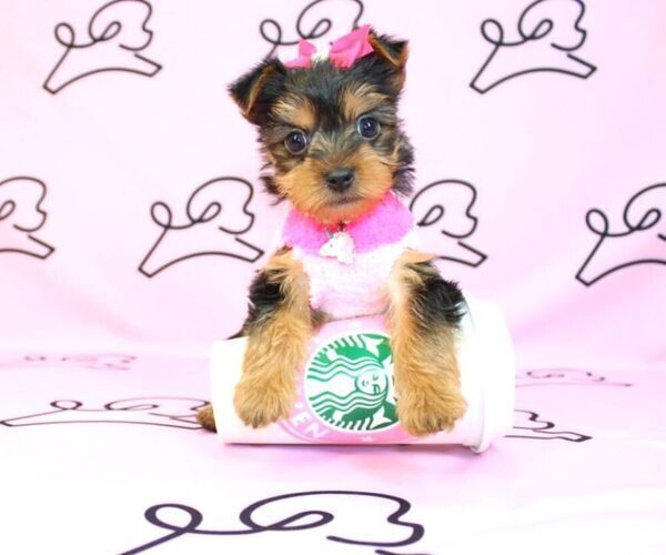 Medium Photo #6 Yorkshire Terrier Puppy For Sale in LAS VEGAS, NV, USA