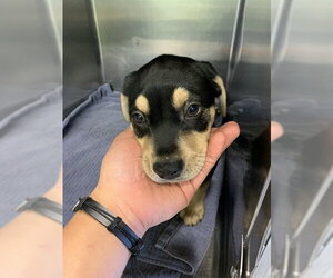 American Staffordshire Terrier-Unknown Mix Dogs for adoption in Grand Prairie, TX, USA