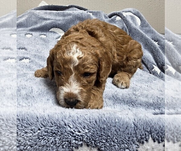 Medium Photo #38 Goldendoodle Puppy For Sale in COLLINSVILLE, IL, USA