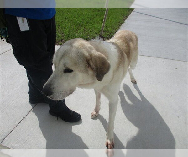 Medium Photo #1 Great Pyrenees Puppy For Sale in Ocala, FL, USA
