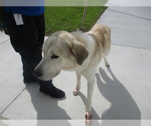 Great Pyrenees Dogs for adoption in Ocala, FL, USA