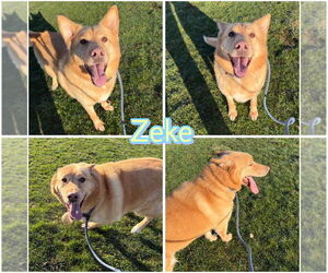 Chow Chow-Siberian Husky Mix Dogs for adoption in Pierceton , IN, USA