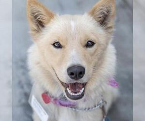 Marshmallow - Female Siberian Husky-Unknown Mix Dog for Adoption - Photo #21
