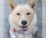 Small Photo #21 Siberian Husky-Unknown Mix Puppy For Sale in San Diego, CA, USA