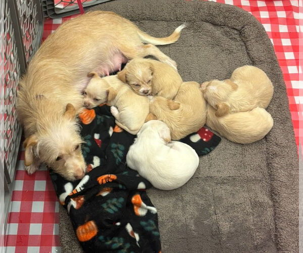 Medium Photo #4 Mutt Puppy For Sale in Grafton, WI, USA