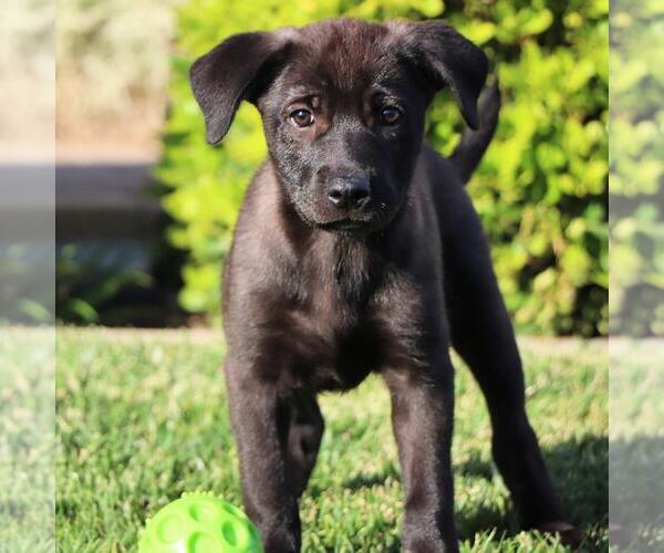 Medium Photo #3 Labrador Retriever-Unknown Mix Puppy For Sale in San Diego, CA, USA