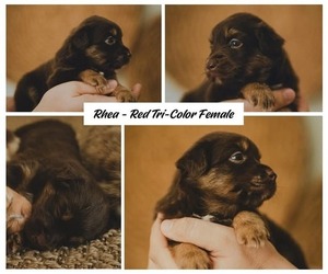 Miniature Australian Shepherd Puppy for sale in SARASOTA, FL, USA