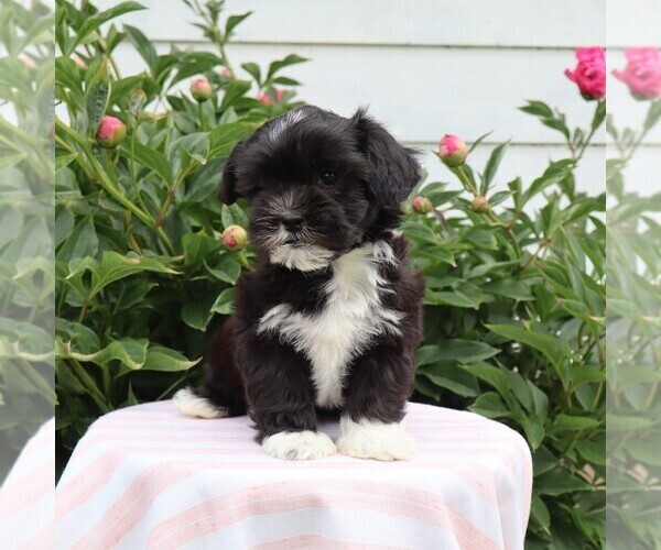 Medium Photo #4 Zuchon Puppy For Sale in THORP, WI, USA