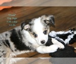 Small Photo #3 Aussie-Corgi Puppy For Sale in LIND, WA, USA