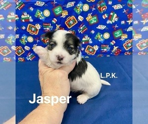 Morkie Puppy for sale in WINNSBORO, LA, USA