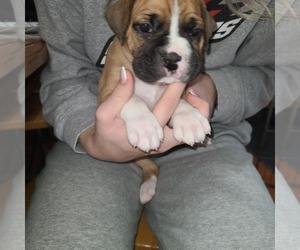 Boxer Puppy for sale in ROLLA, MO, USA