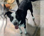 Small #2 Border Collie Mix