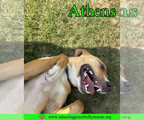 Medium Photo #5 American Staffordshire Terrier-Catahoula Leopard Dog Mix Puppy For Sale in Pensacola, FL, USA