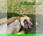 Small #4 American Staffordshire Terrier-Catahoula Leopard Dog Mix