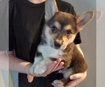 Small Photo #31 Pembroke Welsh Corgi Puppy For Sale in GRAHAM, WA, USA
