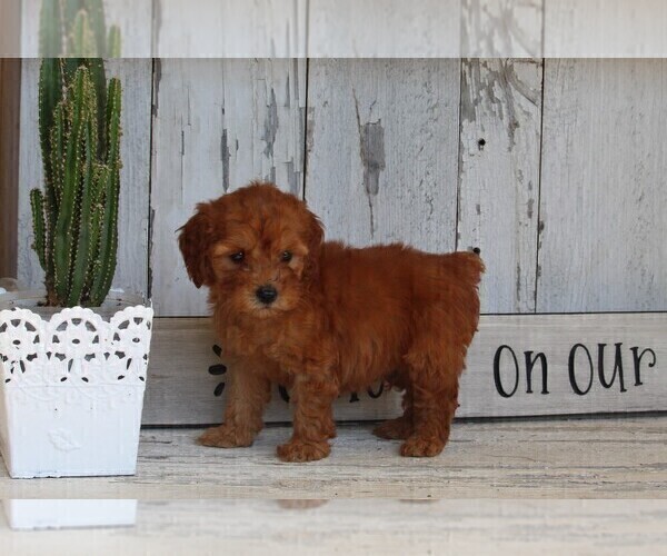 Medium Photo #5 Poodle (Toy) Puppy For Sale in FREDERICKSBURG, OH, USA
