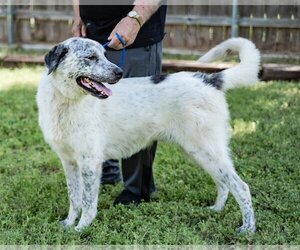 Bolt - Male Pyrenees Catahoula Dog for Adoption - Photo #2