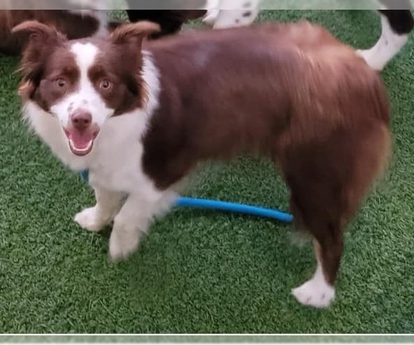 Medium Photo #1 Border Collie Puppy For Sale in Highland, IL, USA