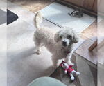 Small #7 Mutt