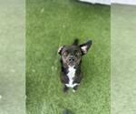Small Mutt