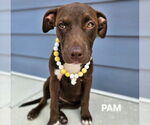 Small #1 American Staffordshire Terrier Mix