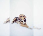 Small #6 Beagle-Collie Mix