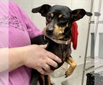 Small #1 Miniature Pinscher