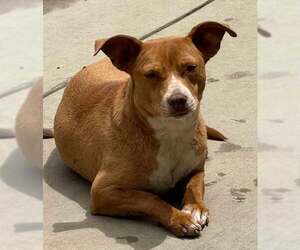 Maya - Female Dachshund-Staffordshire Bull Terrier Mix Dog for Adoption - Photo #5