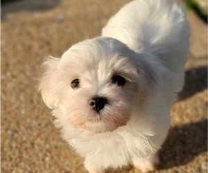Maltese Puppy for Sale in MAYWOOD, Illinois USA