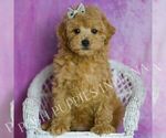 Puppy Chili Poodle (Miniature)