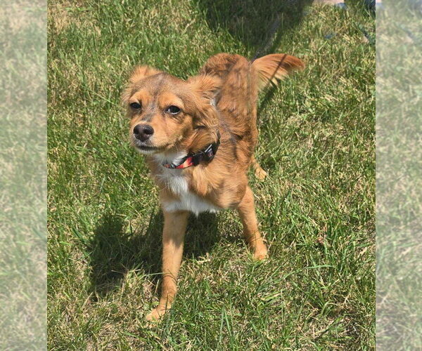 Medium Photo #1 Chion Puppy For Sale in Salt Lake City, UT, USA