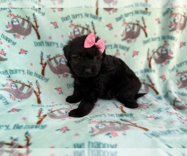 Medium Photo #2 Aussiedoodle Miniature  Puppy For Sale in LAKELAND, FL, USA