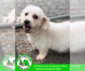 Bichon Frise Dogs for adoption in Stroudsburg, PA, USA