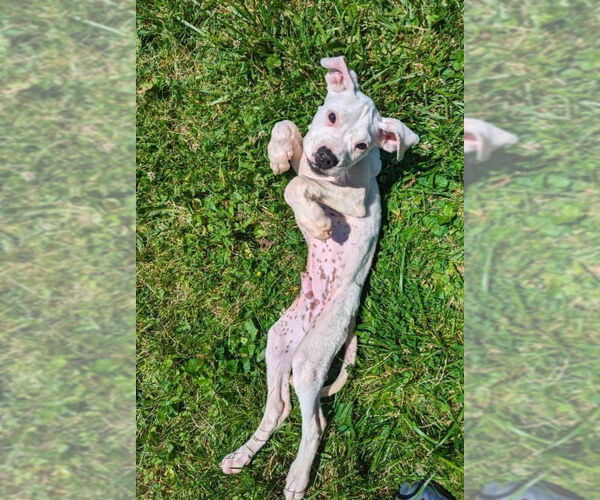 Medium Photo #27 Boxer-Unknown Mix Puppy For Sale in Germantown, OH, USA