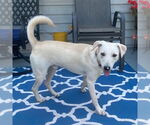 Small Labrador Retriever Mix