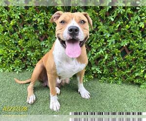 American Bulldog-Black Mouth Cur Mix Dogs for adoption in West Palm Beach, FL, USA