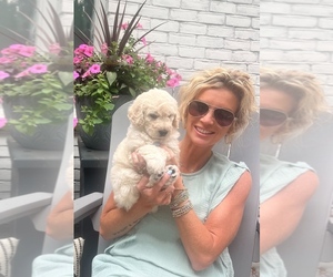 Goldendoodle mix (+ Poodle Standard) Puppy for sale in HATTIESBURG, MS, USA