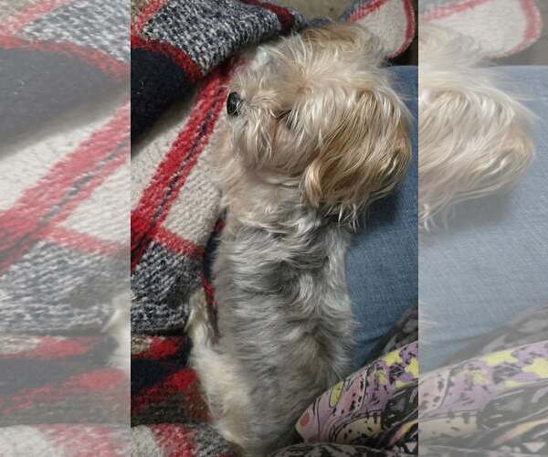 Medium Photo #3 Poodle (Miniature)-Unknown Mix Puppy For Sale in Modesto, CA, USA