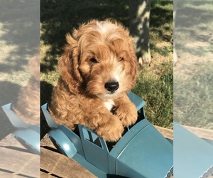 Goldendoodle (Miniature) Puppy for sale in GOSHEN, IN, USA