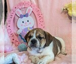 Small Photo #15 Beabull Puppy For Sale in FRESNO, OH, USA